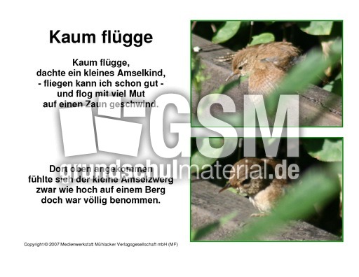 Amselgedicht-Kaum-Flügge-Fotos-1-3.pdf